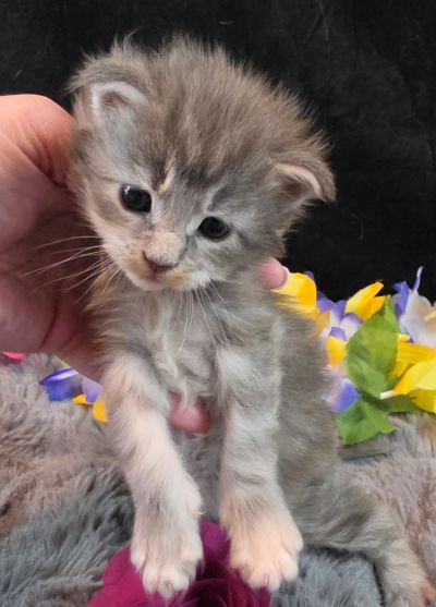 Matisse purple collar blue shaded classic torbie/white Maine Coon kitten photo 10