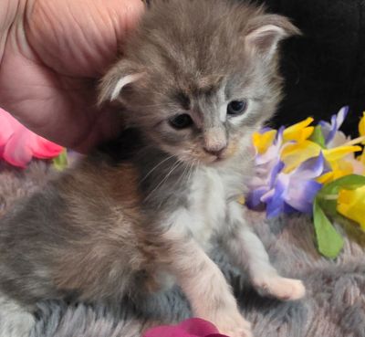 Matisse purple collar blue shaded classic torbie/white Maine Coon kitten photo 9