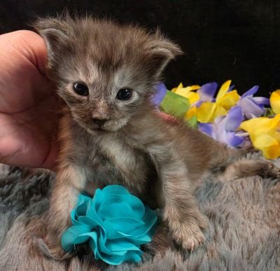 Michelangelo blue collar silver black shaded Maine Coon kitten photo 4