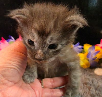 Michelangelo blue collar silver black shaded Maine Coon kitten photo 5