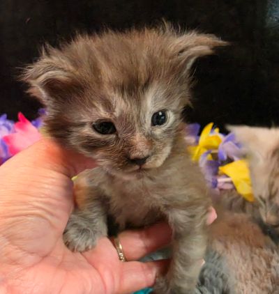 Michelangelo blue collar silver black shaded Maine Coon kitten photo 6