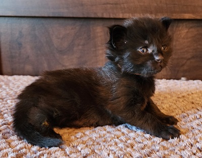 MaineCoonKittenEpiphanyRauchen09062023FPeach5.jpg