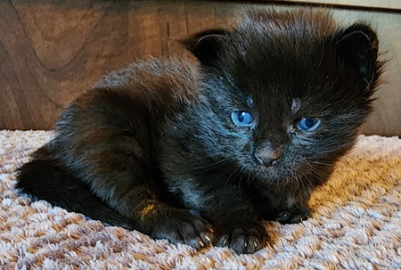 MaineCoonKittenEpiphanyRauchen09062023FRed5.jpg