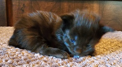 MaineCoonKittenEpiphanyRauchen09062023FRed6.jpg