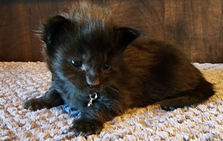 MaineCoonKittenEpiphanyRauchen09062023FRed8.jpg