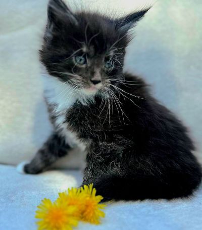 MaineCoonKittenEttinetteEmrys03252025FBlackWhite10.jpg