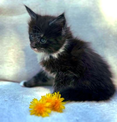 MaineCoonKittenEttinetteEmrys03252025FBlackWhite6.jpg