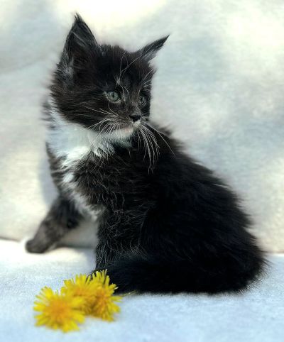 MaineCoonKittenEttinetteEmrys03252025FBlackWhite8.jpg