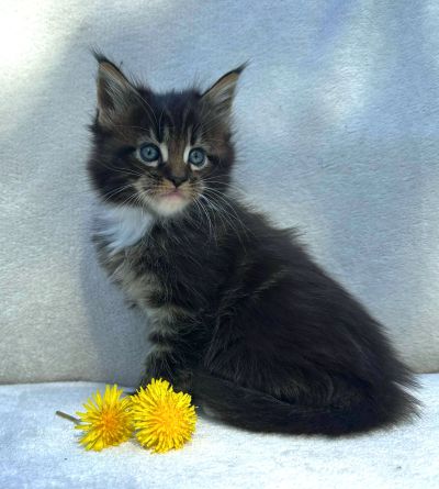 MaineCoonKittenEttinetteEmrys03252025MBrownClassic1L.jpg