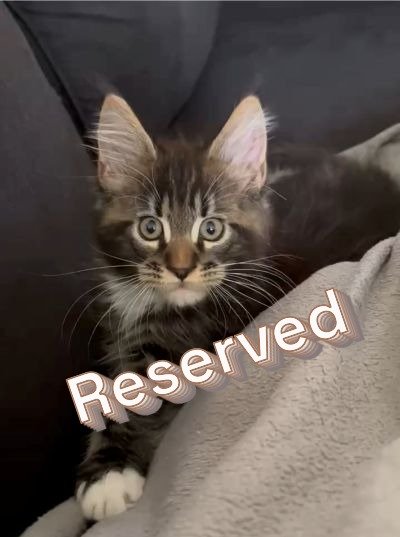 MaineCoonKittenEttinetteEmrys03252025MBrownClassic1Nreserved.JPG