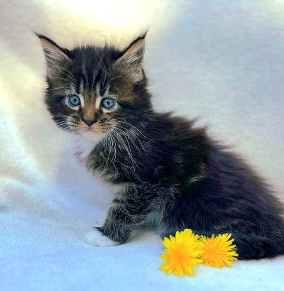 MaineCoonKittenEttinetteEmrys03252025MBrownClassic1f.jpg