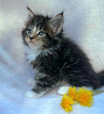 MaineCoonKittenEttinetteEmrys03252025MBrownClassic2f.jpg
