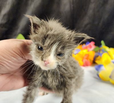 MaineCoonKittenEvanstarRauchen05022025MBlack13.jpg