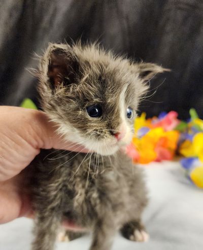 MaineCoonKittenEvanstarRauchen05022025MBlack15.jpg