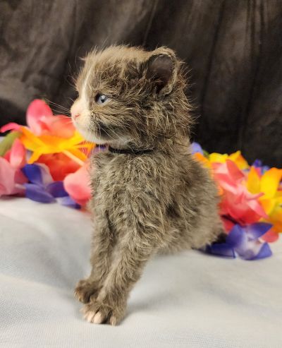 MaineCoonKittenEvanstarRauchen05022025MBlack16.jpg