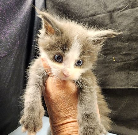 MaineCoonKittenEvanstarRauchen05022025MBlack19.jpg