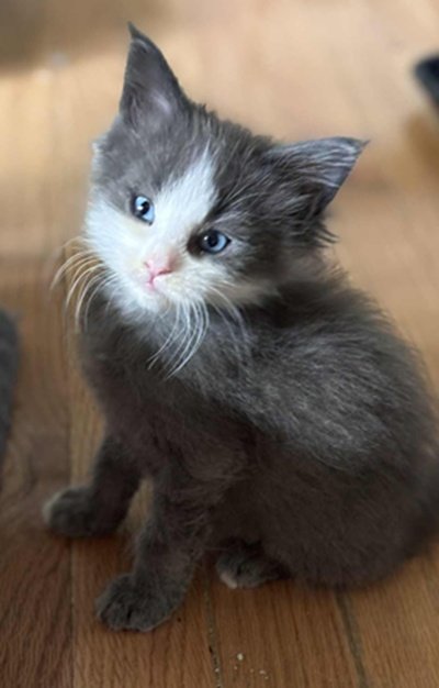 MaineCoonKittenEvanstarRauchen05022025MBlack20.jpg