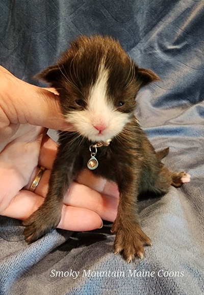 MaineCoonKittenEvanstarRauchen05022025MGreen1.jpg
