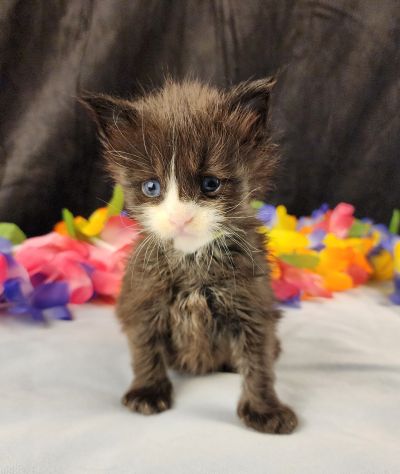 MaineCoonKittenEvanstarRauchen05022025MGreen10.jpg