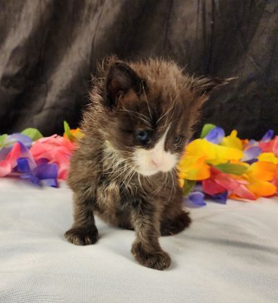 MaineCoonKittenEvanstarRauchen05022025MGreen11.jpg
