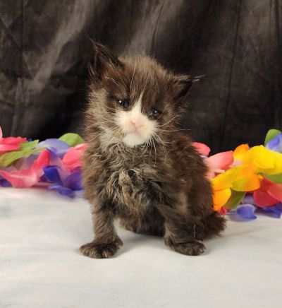 MaineCoonKittenEvanstarRauchen05022025MGreen14.jpg