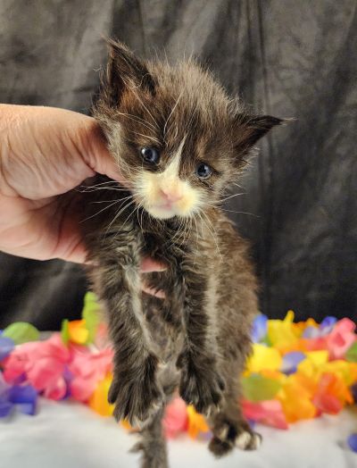 MaineCoonKittenEvanstarRauchen05022025MGreen15.jpg