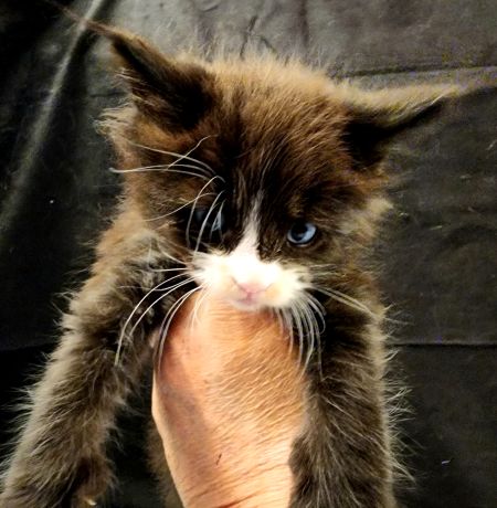 MaineCoonKittenEvanstarRauchen05022025MGreen16.jpg