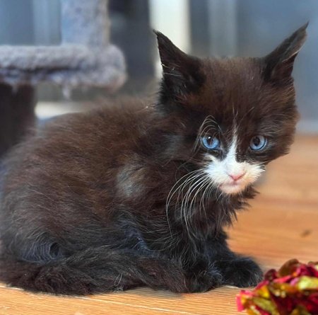 MaineCoonKittenEvanstarRauchen05022025MGreen25.jpg