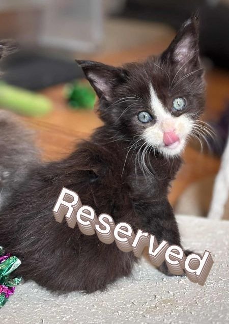 MaineCoonKittenEvanstarRauchen05022025MGreen26Reserved.jpg