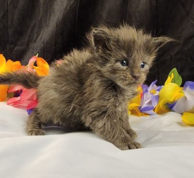 MaineCoonKittenEvanstarRauchen05022025MLtBlue11.jpg