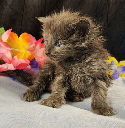MaineCoonKittenEvanstarRauchen05022025MLtBlue14.jpg