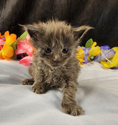 MaineCoonKittenEvanstarRauchen05022025MLtBlue16.jpg