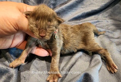 MaineCoonKittenEvanstarRauchen05022025MLtBlue3.jpg
