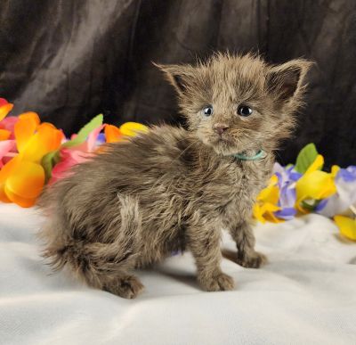 MaineCoonKittenEvanstarRauchen05022025MLtBlue8.jpg