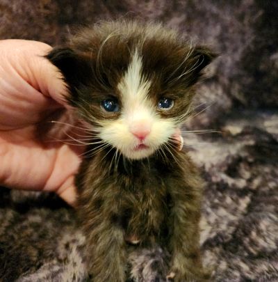 MaineCoonKittenEvanstarRauchen05022025MNavy10.jpg