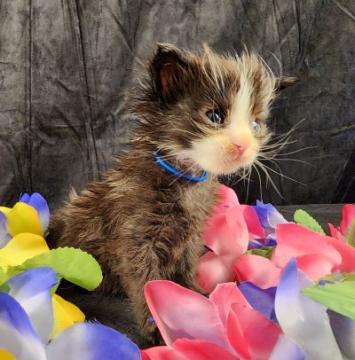 MaineCoonKittenEvanstarRauchen05022025MNavy16.jpg