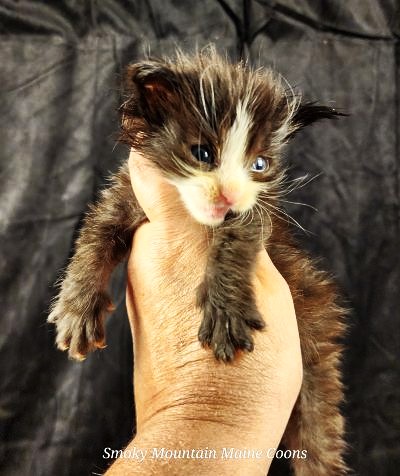 MaineCoonKittenEvanstarRauchen05022025MNavy17.jpg