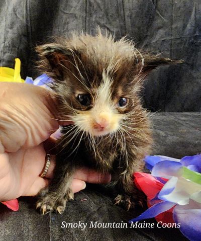 MaineCoonKittenEvanstarRauchen05022025MNavy18.jpg