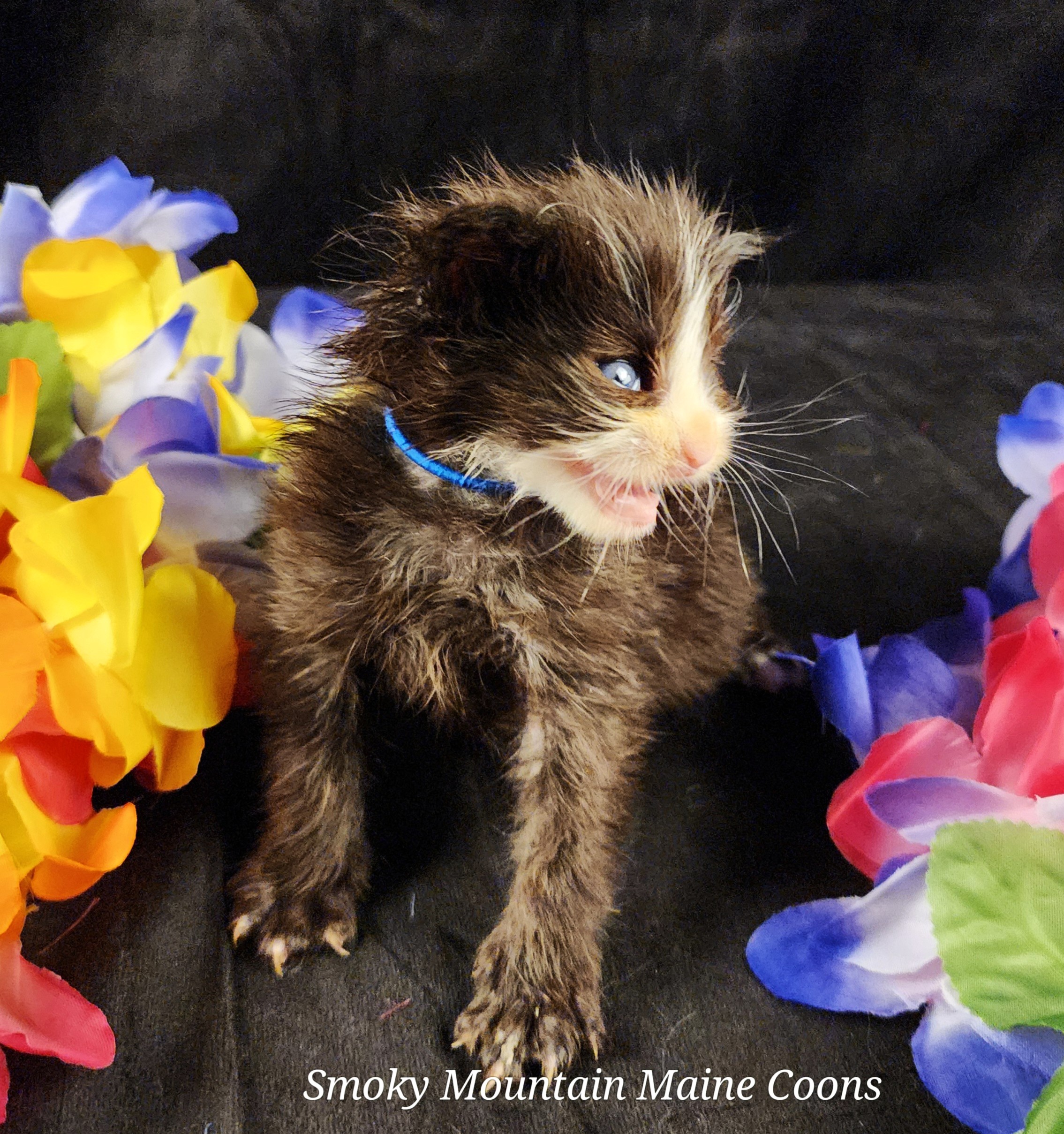 MaineCoonKittenEvanstarRauchen05022025MNavy22.jpg