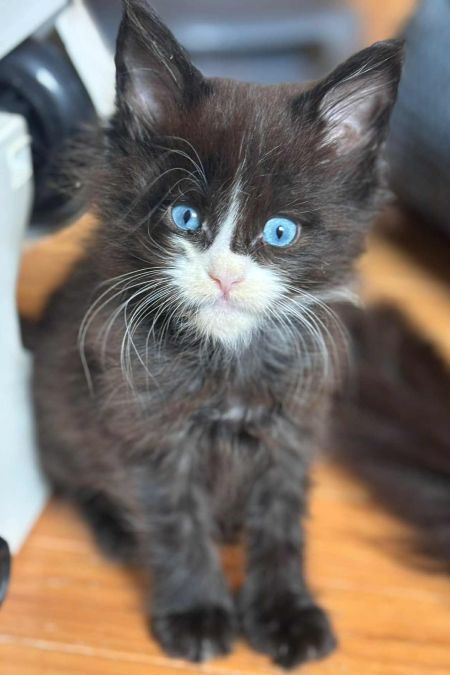 MaineCoonKittenEvanstarRauchen05022025MNavy24.jpg