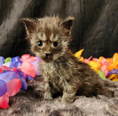 MaineCoonKittenEvanstarRauchen05022025MOrange10.jpg