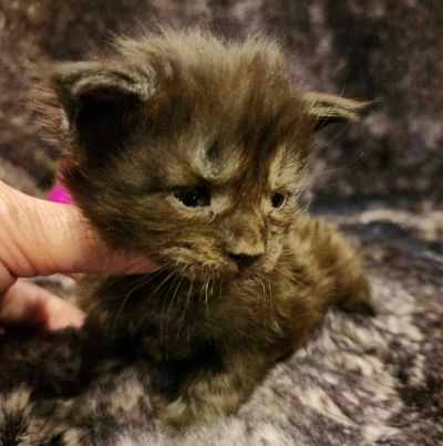 MaineCoonKittenEvanstarRauchen05022025MOrange5.jpg