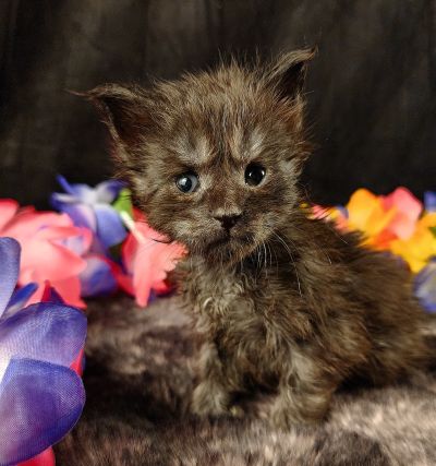 MaineCoonKittenEvanstarRauchen05022025MOrange8.jpg