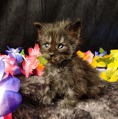 MaineCoonKittenEvanstarRauchen05022025MOrange9.jpg