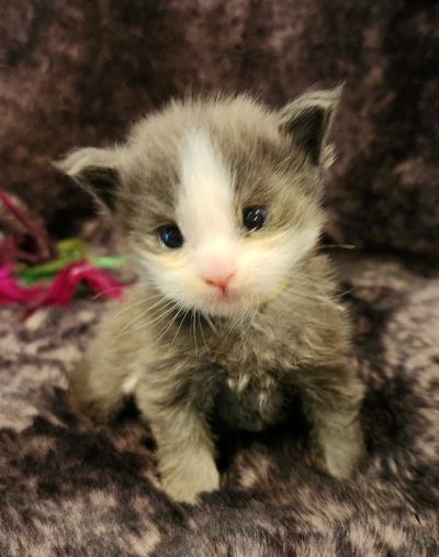 MaineCoonKittenEvanstarRauchen05022025MYellow10.jpg