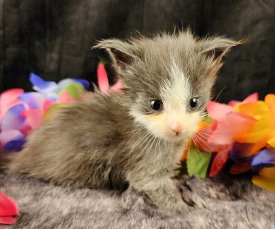 MaineCoonKittenEvanstarRauchen05022025MYellow14.jpg