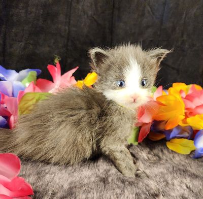 MaineCoonKittenEvanstarRauchen05022025MYellow16.jpg