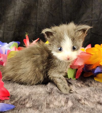 MaineCoonKittenEvanstarRauchen05022025MYellow17.jpg