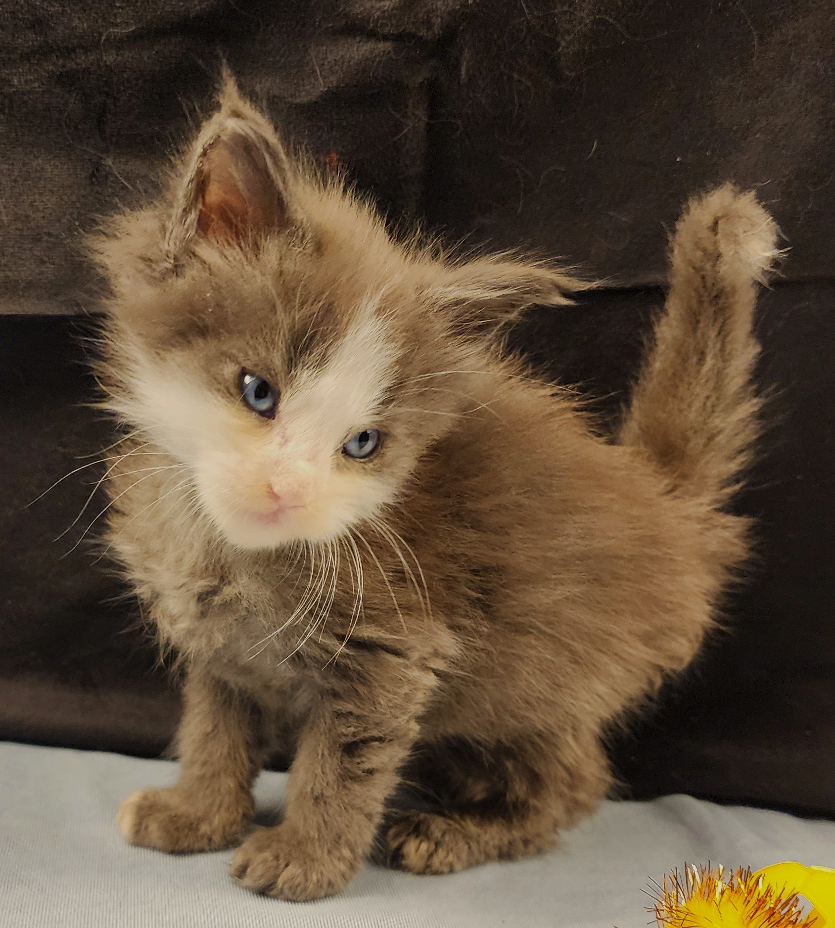 MaineCoonKittenEvanstarRauchen05022025MYellow18.jpg