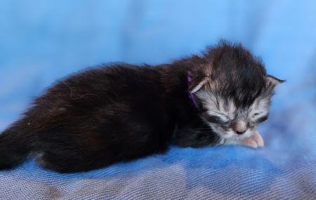 MaineCoonKittenEvanstarRauchenFPurple3.jpg